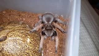 Aphonopelma gabeli [upl. by Rosetta]