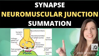 Synapses Neuromuscular Junction and Summation Cholinergic and inhibitory synapses [upl. by Sufur214]