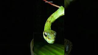 Hemeroplanes Triptolemus  The snake mimicking caterpillar [upl. by Ybbed]