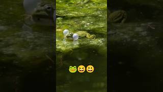 frogyoutubeshortsnatureanimalsjustnaturetrendingwildlifeshortsviralshortsjustfunvideowow [upl. by Acinnad13]