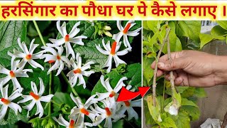 पारिजात की कटिंग लगाने का तरीका  Parijat ki kating kaise lagaye  Harsingar plant kaise lagaen [upl. by Jarrid]