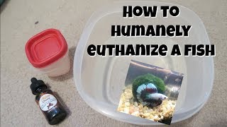 How To Humanely Euthanize a Betta Fish at Home [upl. by Halbeib]