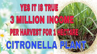 BIG OPPORTUNITY TO EARN BIG OUR FARMERS CITRONELLA ESSENTIAL OIL PRODUCTION [upl. by Alenson]