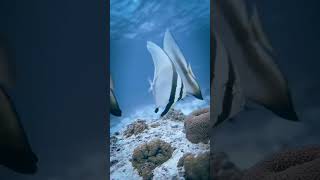 Batfish ocean travel maldives subscribe [upl. by Taam]