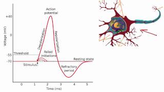 012 The Absolute and Relative Refractory Periods [upl. by Eittocs]