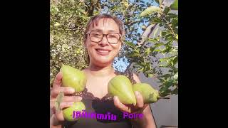 ត្របែកបារាំង Poire [upl. by Zannini]