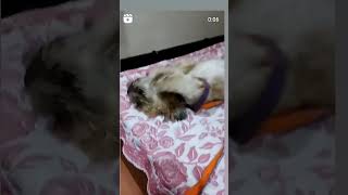 shorts shortvideo short subscribe shortsfeed trending viralvideo petlover❤❤❤ Withkshama [upl. by Sclater]