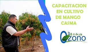 CAPACITACION EN CULTIVO DE MANGO CASMA [upl. by Conal37]