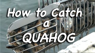 How to Catch a Quahog [upl. by Eibreh]