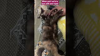 Cute cat love cat kitten catvideos cutecat [upl. by Adnauqaj742]