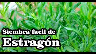 Estragón Artemisia dracunculus Sembrando en casa [upl. by Esiuol]