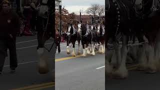 Clydesdales at the Quincy Christmas Parade horse clydesdale workhorse [upl. by Eehtomit459]