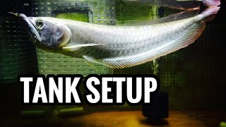 Silver Arowana Tank Setup [upl. by Ivens]