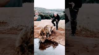 prank lion drinking lion animalsshortvideoviralvideofunnyshortsshortshortsvideoshortsfeed [upl. by Kurr834]