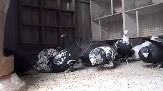 Racing Pigeons quotHiSpeed Loftsquot Tiger Grizzles Part 2 Willi Thiele [upl. by Aniv311]