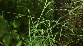 Amazing Native plants Garika Bermuda GrassCynodon dactylon [upl. by Petromilli]