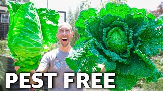 How to Grow Cabbage Complete Growing Guide [upl. by Ayna]