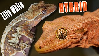 I Bred my Hybrid Gecko to a Crested Gecko [upl. by Aohk]