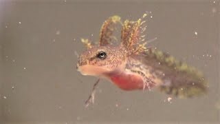 Spotted Salamander Larvae  First 2 Weeks Ambystoma maculatum [upl. by Inalaehon]