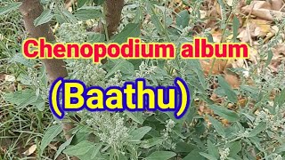 Chenopodium album  Baathu Plant [upl. by Glogau]