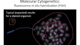 Molecular Cytogenetics [upl. by Iviv807]