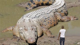 Top 10 Biggest Crocodile In The World [upl. by Docia]