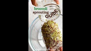 Growing Broccoli Sprouts for Highest Sulforaphane 🌱 [upl. by Roux]