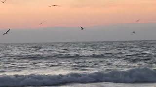 Many Terns Seagulls An Abundance Of Fish [upl. by Davita534]