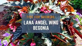 BEGINNER TIPS HOW TO CARE FOR BUNNY EARS CACTUS  ANGEL WING CACTUS  OPUNTIA MICRODASYS [upl. by Neerod]