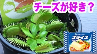 食虫植物ハエトリソウはチーズも食べるのか？ [upl. by Ynhoj549]