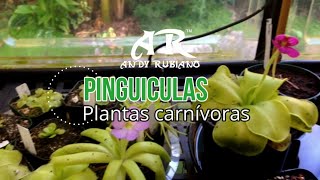 Pinguicula principales cuidados  Andy Rubiano™ [upl. by Asilaj]