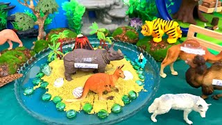 Explore the Galapagos Islands with Animal Puzzles and Sounds [upl. by Nileuqcaj625]