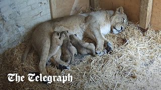 Three endangered lion cubs born at London Zoo [upl. by Ellehsar]