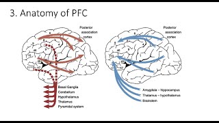 93 Anatomy of Prefrontal Cortex  Fundamentals of Cognitive Neuroscience Course Session 9 Part 3 [upl. by Latvina554]