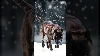 Presa Canario Has a Deadly Bite  TRUE or FALSE [upl. by Eshelman]