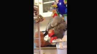 Zaz Congo African Grey Parrot Stimulating His Preen Gland [upl. by Acirat]