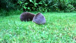 Zwei kämpfende Igel im Garten [upl. by Ibob430]