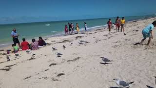 Caminando playa en Progreso Yucatan Mexico Feb 20 2024 [upl. by Essej]