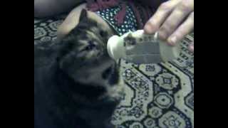 My Cat Marfa drink Actimel [upl. by Nylkcaj]