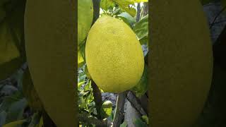 Pomelo fruit plant [upl. by Chobot]