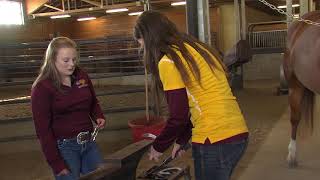 Equine Science Program opportunities [upl. by Ihel]