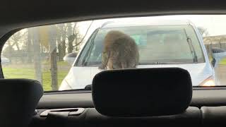 Naughty Monkeys Damaging Cars at Knowsley Safari Park [upl. by Nino]