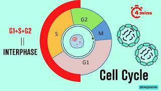 Cell Cycle Phases in 4 minutes [upl. by Naol]