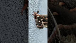 Cecropia moth [upl. by Cavill]