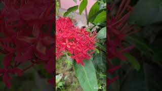 Ixora coccinea [upl. by Randie]