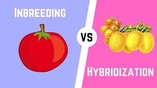 Hybridization vs Inbreeding [upl. by Atteiluj]