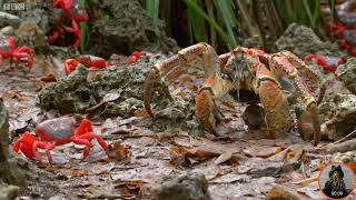 Red crab vs Coconut crab [upl. by Nytsirt]