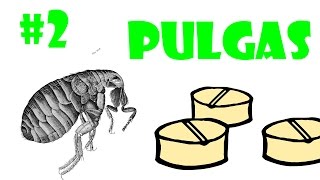 Acaba con las pulgas de una buena vez │consejos antipulgas 2 LUFENURON│ Nota animal [upl. by Evyn111]