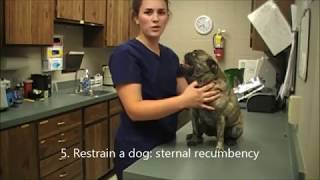 5 Restrain a dog sternal recumbency [upl. by Thayer]