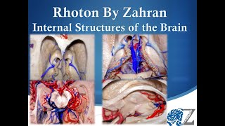 Rhoton By Zahran 8 Internal Structures of the Brain [upl. by Enitsej]